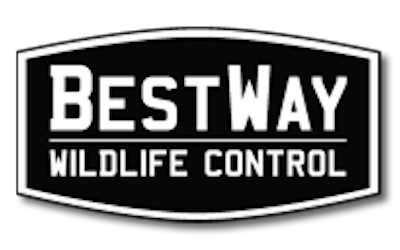 Bestway Wildlife Control : Animal Control Services in Nashua