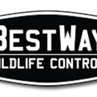 Портфолио Bestway Wildlife Control 